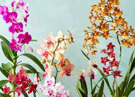 The best indoor plants in your home or office. 27 Indoor Flowering Plants The Complete List With Pictures Hort Zone