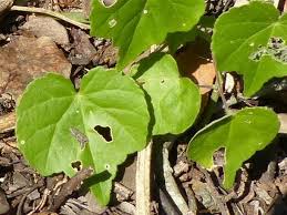 Image result for Abutilon grantii