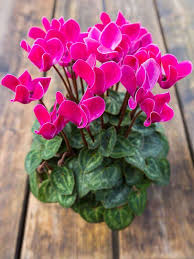 Check spelling or type a new query. 20 Flowering Houseplants That Will Add Beauty To Your Home Blooming Plants Indoor Flowering Plants Flowering House Plants