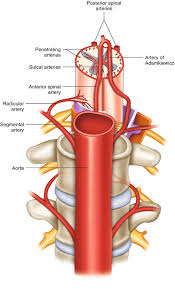 Spinal anatomy and back pain. Clinical Anatomy Of The Lumbosacral Spine Springerlink