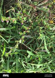 Image result for Cuphea carthagenensis