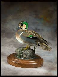 Birdman Studios Waterfowl Taxidermy Upland Bird Taxidermy Duck Mounts Goose Mounts Birdman Studio Bird Taxidermy Waterfowl Taxidermy Taxidermy Display