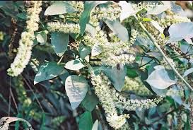 Image result for Phytolacca dodecandra