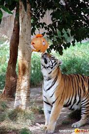 El Parque Terra Natura Benidorm Adelanta La Celebracion De Halloween En Sus Instalaciones Bienestar Animal Felinos Parques