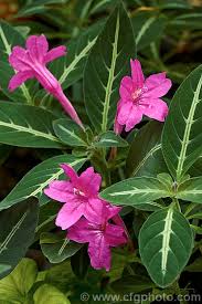 Image result for Ruellia makoyana