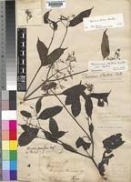 Image result for Pleioceras