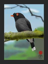 Bird On The Run Pittsburgh Pa Gabela Helmet Shrike Prionops Gabela Omnicogni Pet Birds Animals Helmet