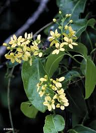 Image result for Tristellateia