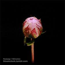 Flowers gif flowers nature pretty flowers rain flowers blooming flowers animated gifs les gifs jesus is coming nature gif. 16 Beautiful Flowers Animated Gifs