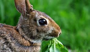 rabbit repellent tips archives