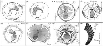 Image result for Lophiocarpaceae