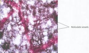 Image result for Fadogia cienkowskii