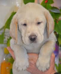 The cheapest offer starts at r 99. Pin On Labrador Retriever