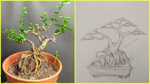 Image result for Premna mooiensis
