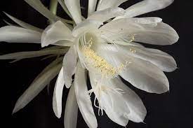 Queen Of The Night Ten Random Facts
