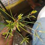 Image result for Cyperus sphacelatus
