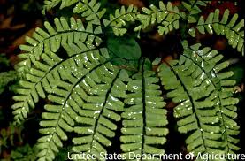 Image result for Adiantum