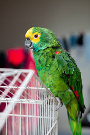 Petwholesaler Petwholesaler Is An Online B2b Distributor And A Manufacturer Rep For Wholesale P Distributor M In 2020 Bird Supplies Small Pet Supplies Bird