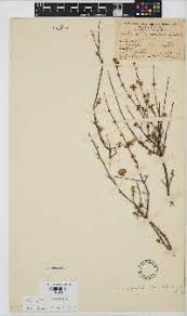 Image result for Eriocephalus microphyllus