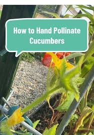 Image result for how to self pollinate cucumbers