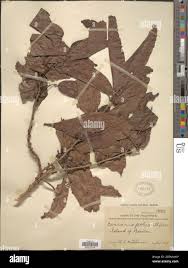 Image result for Casearia gladiiformis