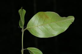 Image result for Beilschmiedia rwandensis