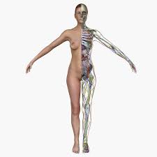 Find the perfect full body anatomy stock photos and editorial news pictures from getty images. Female Full Body Anatomy Combo 3d Model