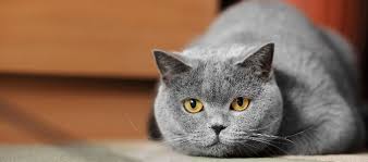 We did not find results for: Diabetes In Cats Part 1 Symptoms Diagnosis Litter Robot Blog