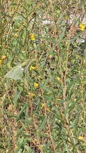 Image result for Chamaecrista gracilior