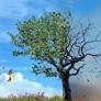 Climate Crisis Hits One in Five German Companies, Signaling Rising Economic Risks