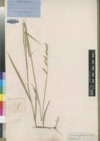 Image result for Urochloa subulifolia