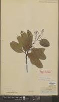 Image result for Ocotea bullata