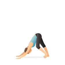 Maybe you would like to learn more about one of these? Yoga Pose Downward Facing Dog With Hamstring Stretch Pocket Yoga