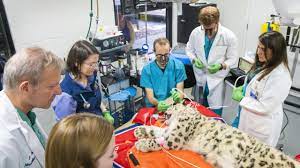 Uc san diego medical center. Residents Win National Research Awards School Of Veterinary Medicine
