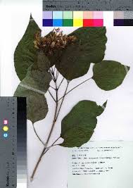 Image result for Clerodendrum cephalanthum