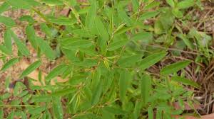 Image result for Phyllanthus pentandrus