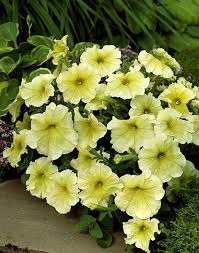 Pin On Other Flowers For My Gardens