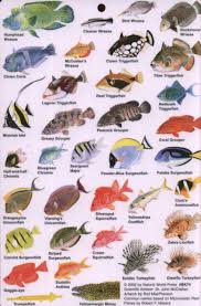 indian ocean fish guide to reef fish of the indian ocean