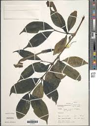 Image result for Rothmannia whitfieldii