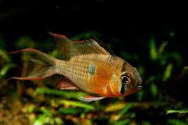 Dwarf bolivian rams are tranquil, omnivores that are ideal for any community tank. Mengenal Dwarf Cichlid Dan Jenis Jenisnya