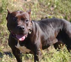 Raven Villalobos Rescue Center Villalobos Rescue Center Dogs Pitbull Terrier