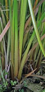 Image result for Cyperus kirkii