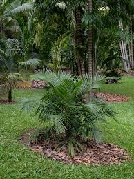 Image result for Syagrus