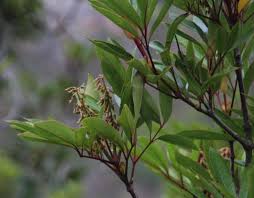 Image result for Cunonia capensis