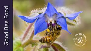 Maybe you would like to learn more about one of these? Borage For Honey Bees The Bee Effect