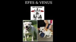 Staffordshire Bull Terrier Dogumu Yaklasan Bekledigimiz Tarih 30 05 20 Made In Turkiye Izmir 2020 Tarih