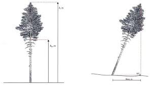 Image result for Helixanthera verruculosa