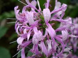 Image result for Hypoestes cancellata