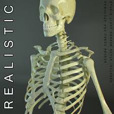 Hd Skeleton Of A Human 3d Model This Scene Renders Exactly As Attached Preview No Postprocessing Of Any Kind Human Skeletal System 3d Model Anatomy Art