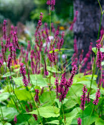 Image result for Persicaria